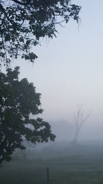 Silhouette of trees in foggy weather