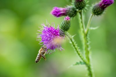 Close-up of bee pollinating on purple flower