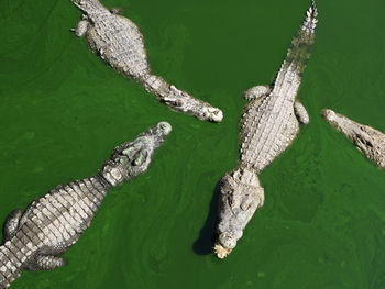 High angle view of crocodile swimming in lake