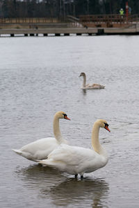 White swans by the sea in finland.