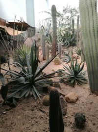 Cactus plants growing on landscape