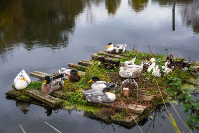 High angle view of birds in lake