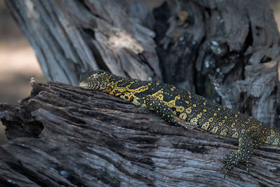 Close-up of lizard on rock