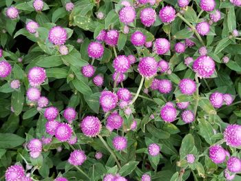 Close-up of pink flowering plants