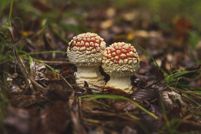 fungus