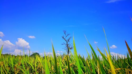 Close-up of grass on field against blue sky