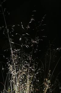 Close-up of star field at night