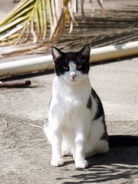 Portrait of white cat sitting outdoors