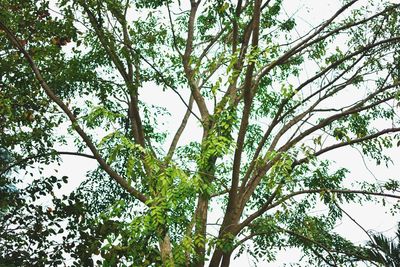 Low angle view of tree against sky