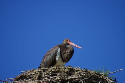 Low angle view of bird perching on nest against blue sky