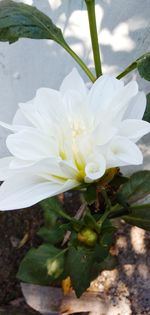 Close-up of white flowering plant