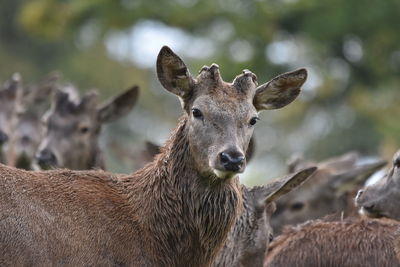 Portrait of deer