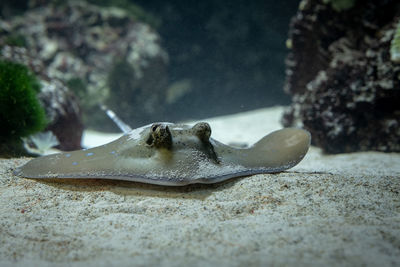 Close-up of fish swimming in sea