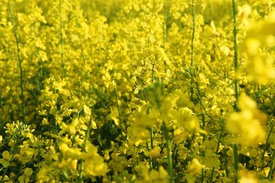 Scenic view of oilseed rape field