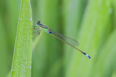 Close-up of grasshopper on leaf