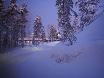 Snow covered plants and trees against sky