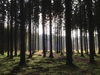 Trees in forest