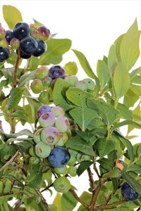 Low angle view of grapes on tree