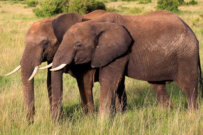 View of elephant in grass