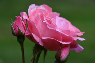 Close-up of pink rose