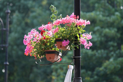Close-up of pink flowering plant