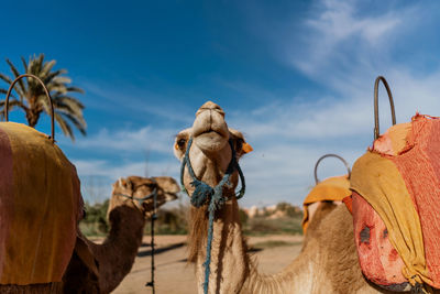 Panoramic view of a desert