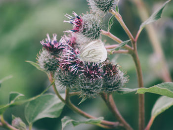 Close-up of purple flowering plant