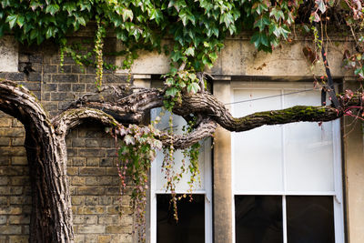 Plants hanging on tree