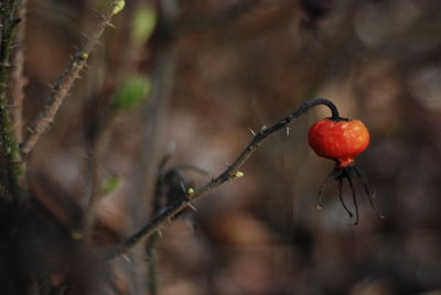 Close-up of red berries growing on plant