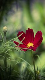 Close-up of maroon cosmos flower blooming outdoors