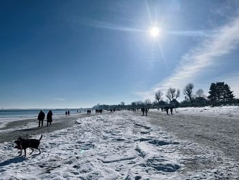 View of dogs on beach against sky