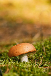 Close-up of mushroom growing on field