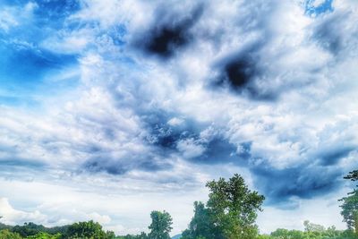 Low angle view of trees against sky