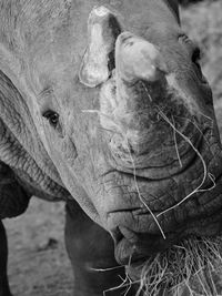 The rhino feeds on straw close up in black and white