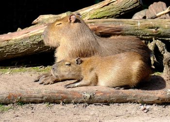 View of sheep in zoo