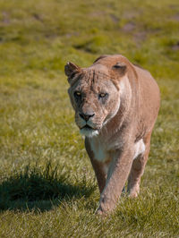 Portrait of a cat on field