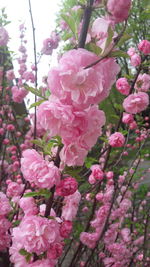 Close-up of pink roses
