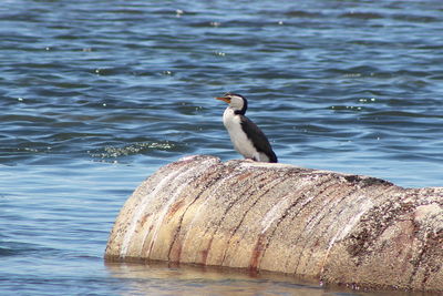 Seagull perching on a lake