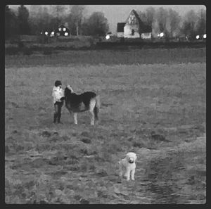 Dog in field