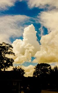 Low angle view of trees against sky