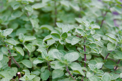 High angle view of plants growing on field