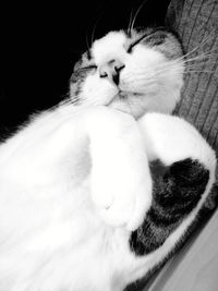 Close-up of cat sleeping