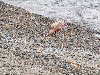 Close-up of seagull on sand at beach