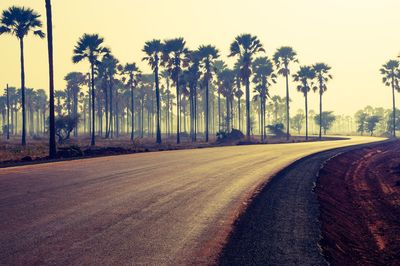 Road by palm trees against sky