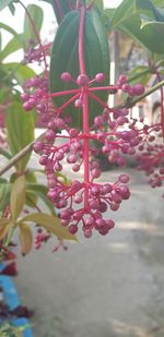 Close-up of pink flower growing on tree