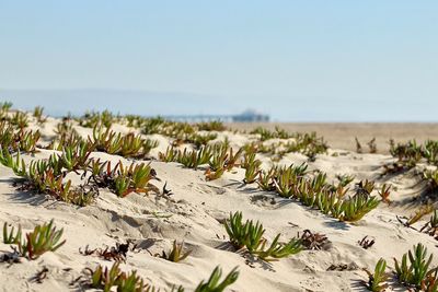 Close-up of flowers growing on beach against clear sky