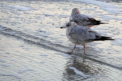 Seagull on the beach