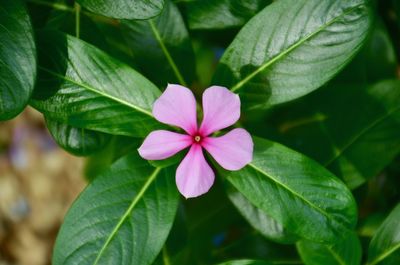 Close-up of pink flowering plant