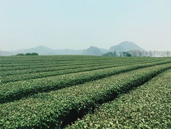 Scenic view of field against clear sky