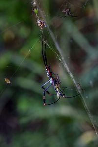 Close-up of spider on web